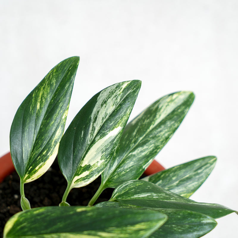 Monstera Standleyana Yellow Variegated