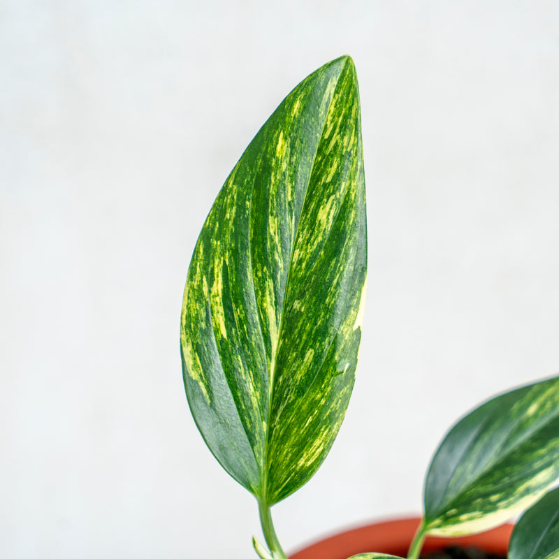 Monstera Standleyana Yellow Variegated
