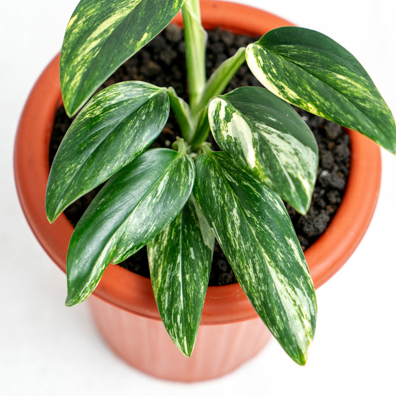 Monstera Standleyana Yellow Variegated