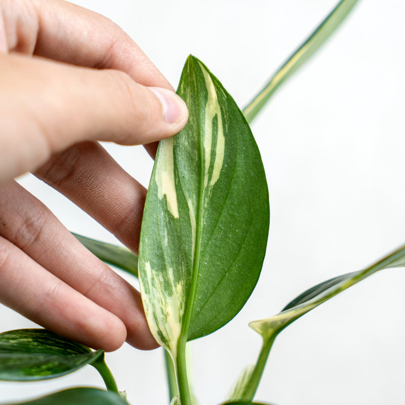 Monstera Standleyana Yellow Variegated