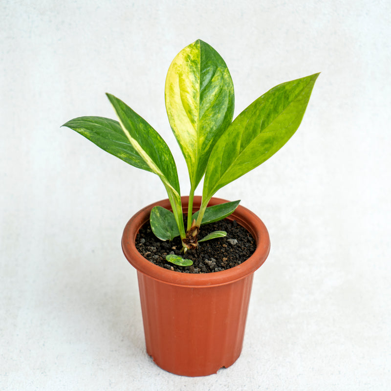 Anthurium Jenmanii Variegated