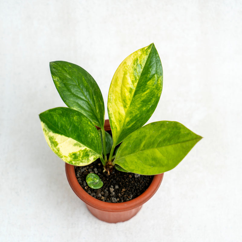 anthurium jemanii variegata Anthurium Jenmanii Variegated
