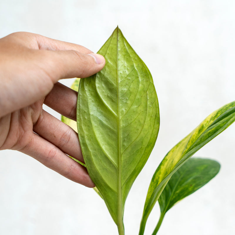 Anthurium Jenmanii Variegated
