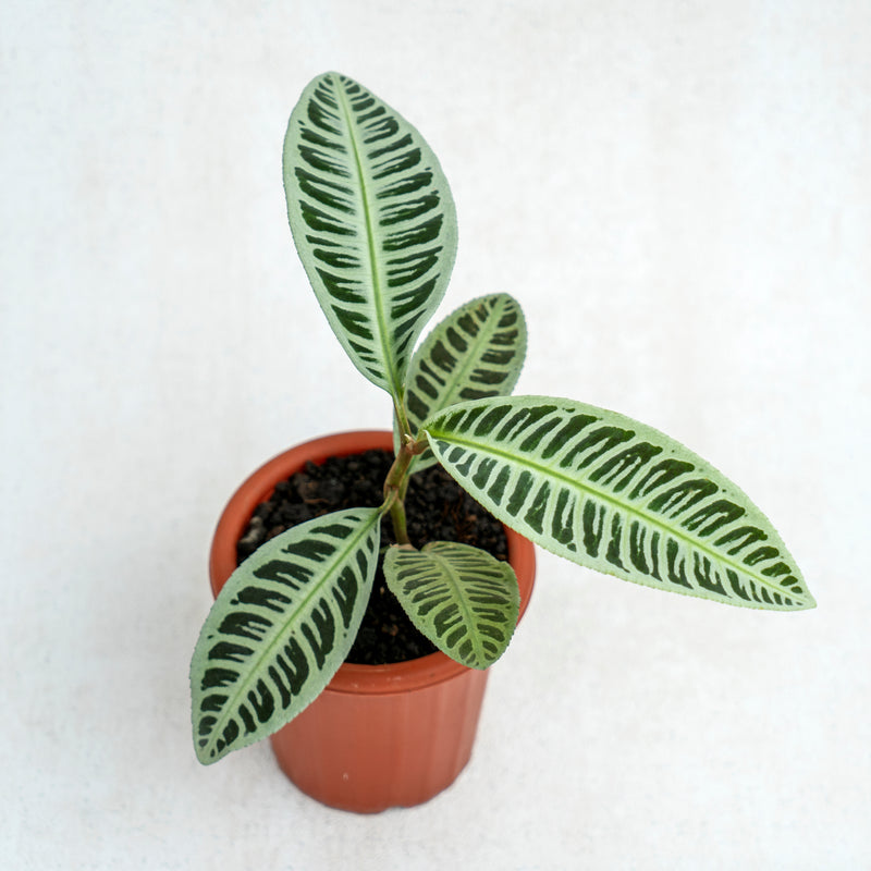 Labisia Fishbone SP Riau - Green