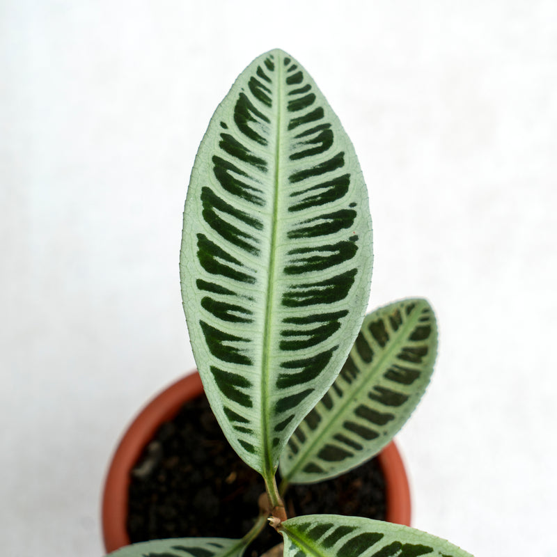 Labisia Fishbone SP Riau - Green