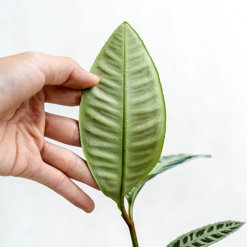 Labisia Fishbone SP Riau - Green