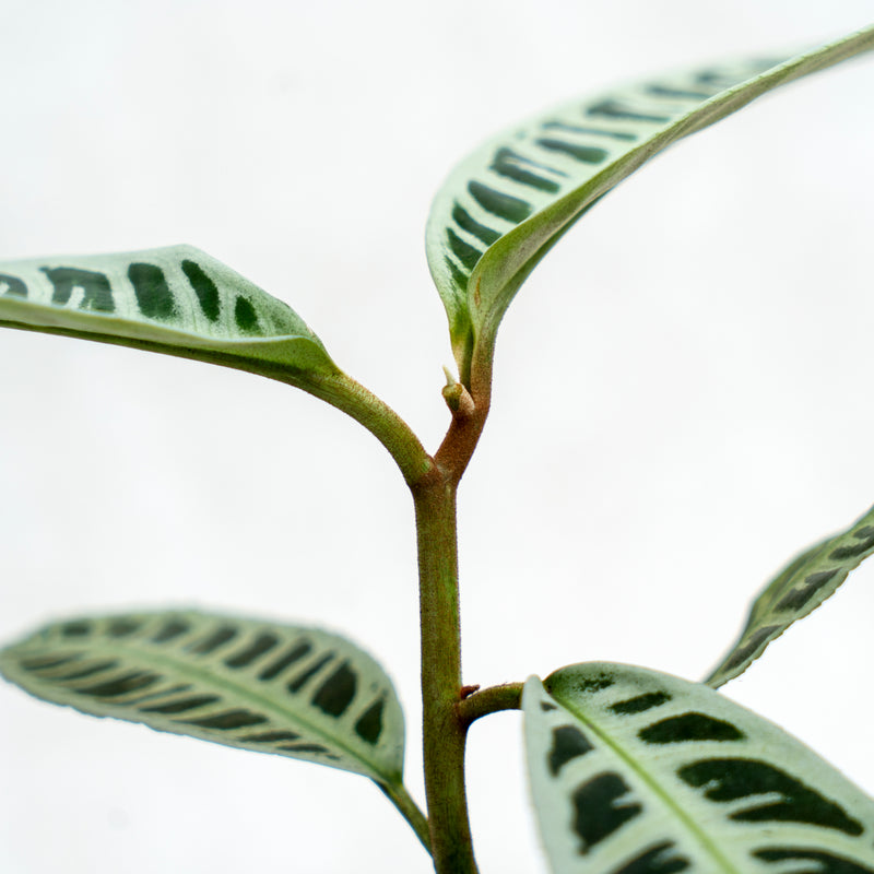 Labisia Fishbone SP Riau - Green