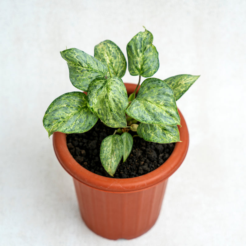 Philodendron Sodiroi Variegated