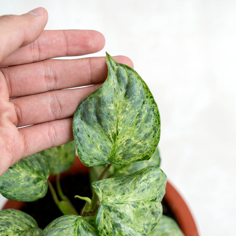 philodendron variegated sodiroi Philodendron Sodiroi Variegated — Aroidasia