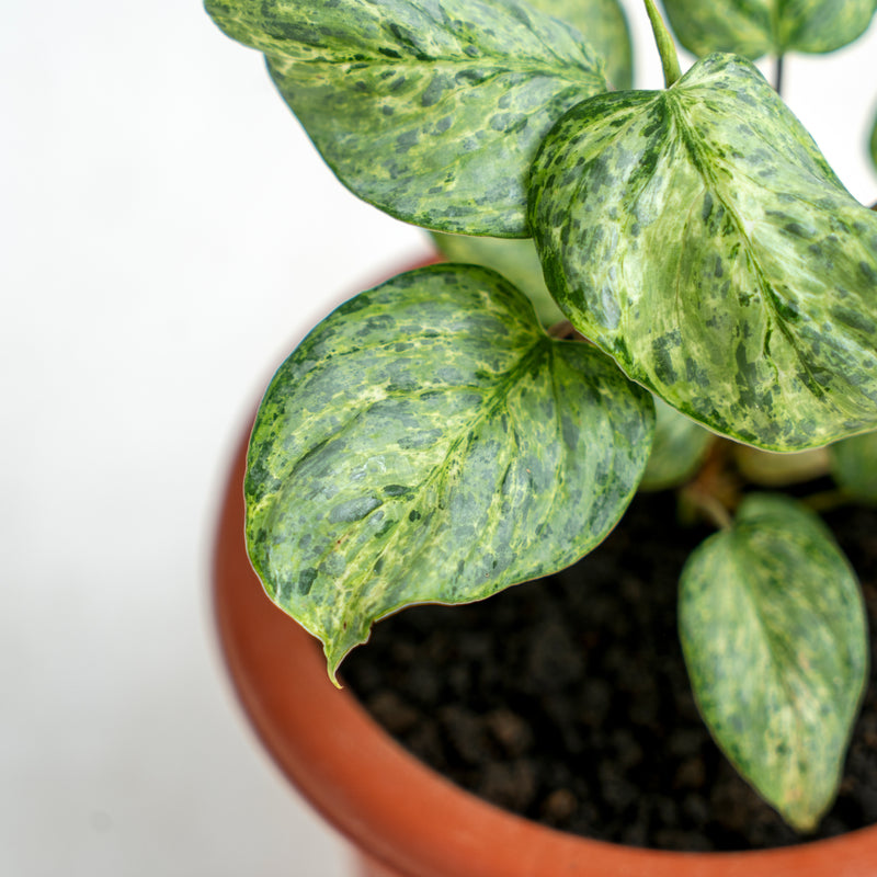 Philodendron Sodiroi Variegated