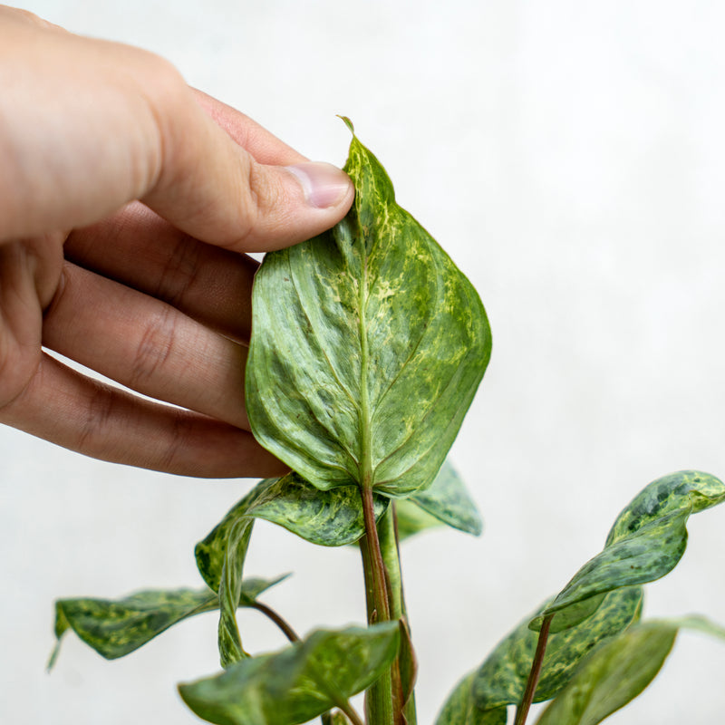 Philodendron Sodiroi Variegated