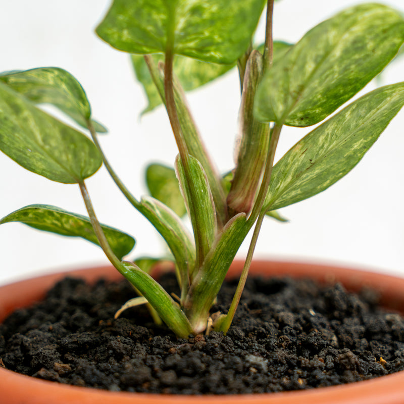Philodendron Sodiroi Variegated