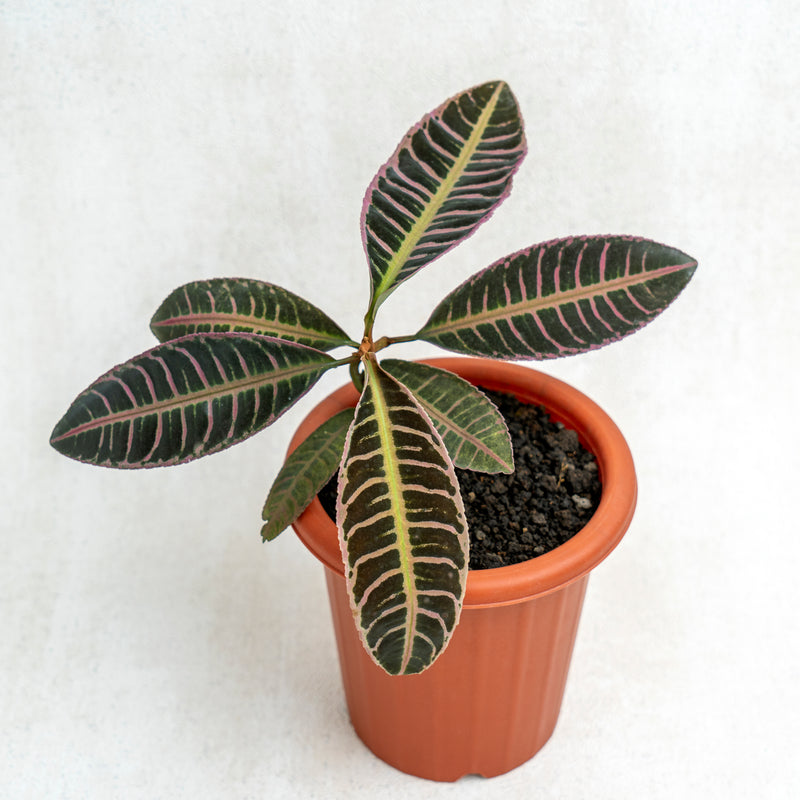 Labisia Fishbone SP Riau - Pink