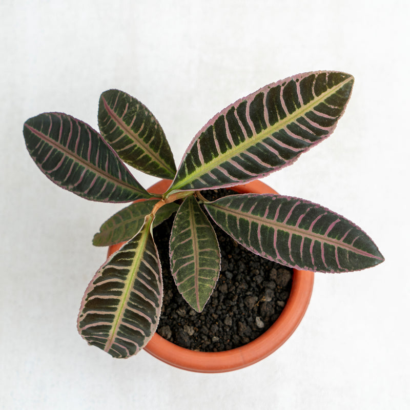 Labisia Fishbone SP Riau - Pink