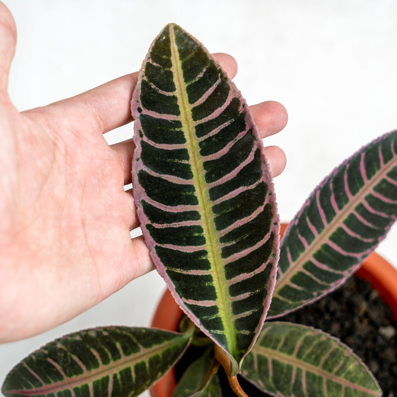 Labisia Fishbone SP Riau - Pink