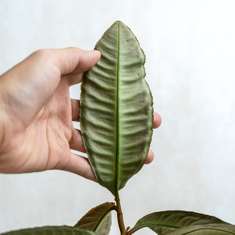 Labisia Fishbone SP Riau - Pink