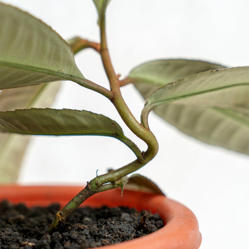 Labisia Fishbone SP Riau - Pink