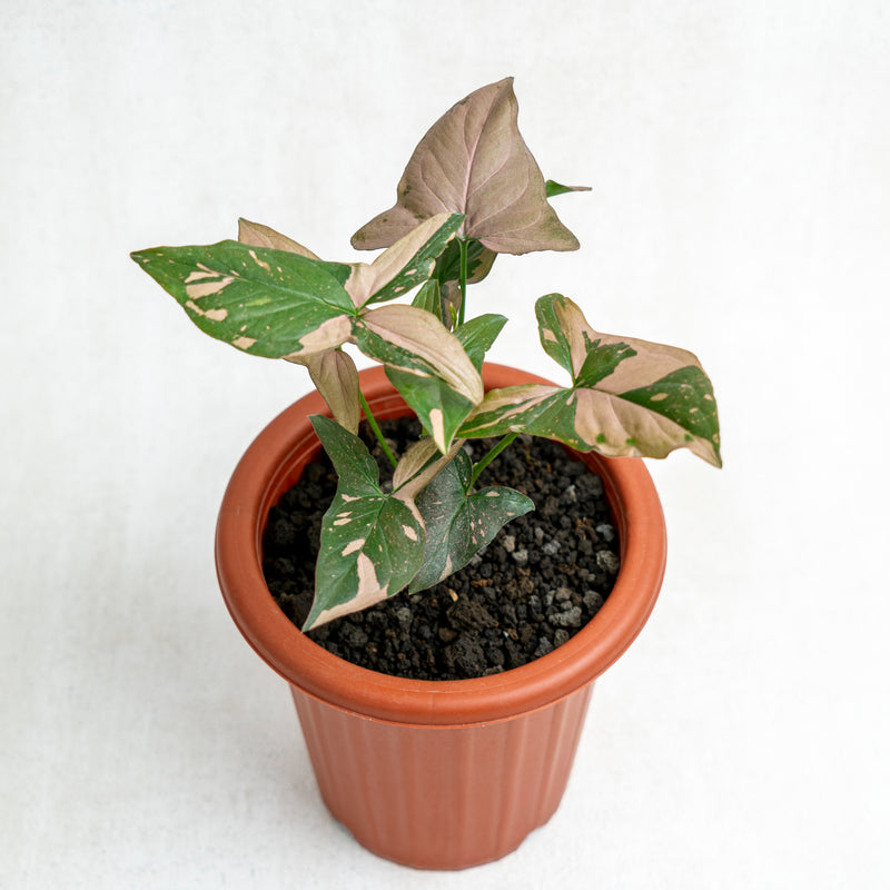 Syngonium Pink Splash