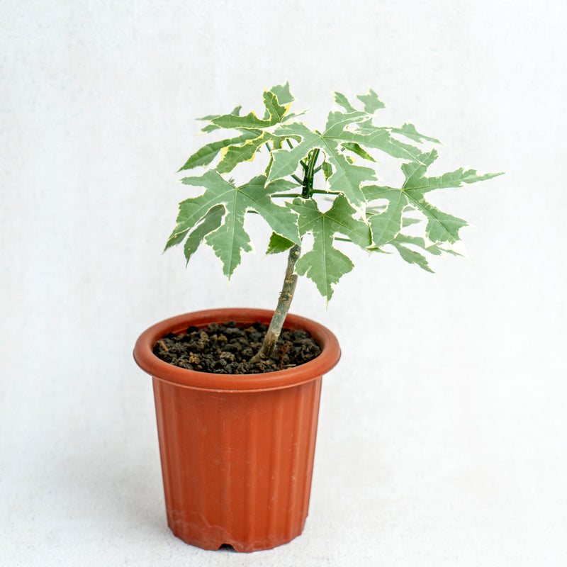 Cnidoscolus Aconitifolius Variegated