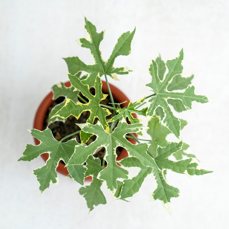 Cnidoscolus Aconitifolius Variegated