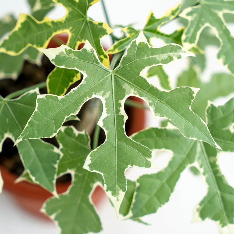 Cnidoscolus Aconitifolius Variegated