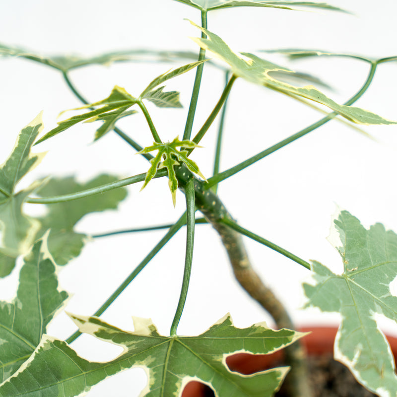 Cnidoscolus Aconitifolius Variegated