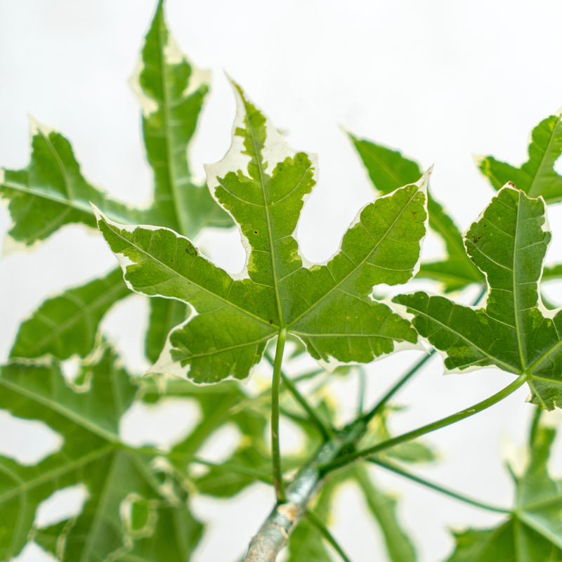 Cnidoscolus Aconitifolius Variegated