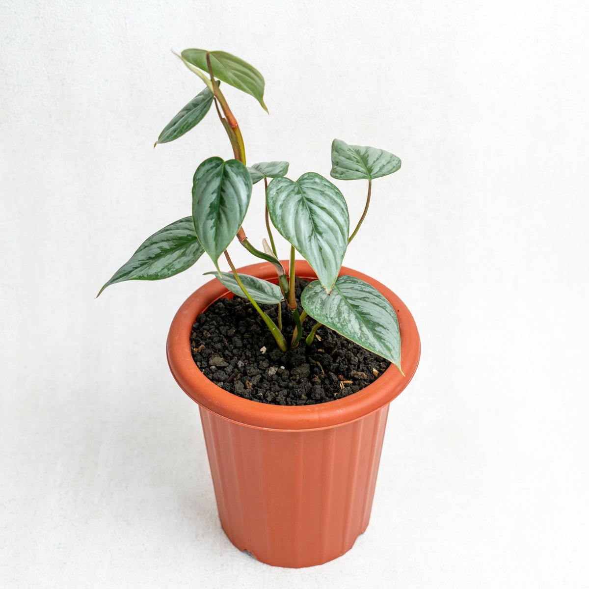 philodendron micans scandens Philodendron scandens 'micans'