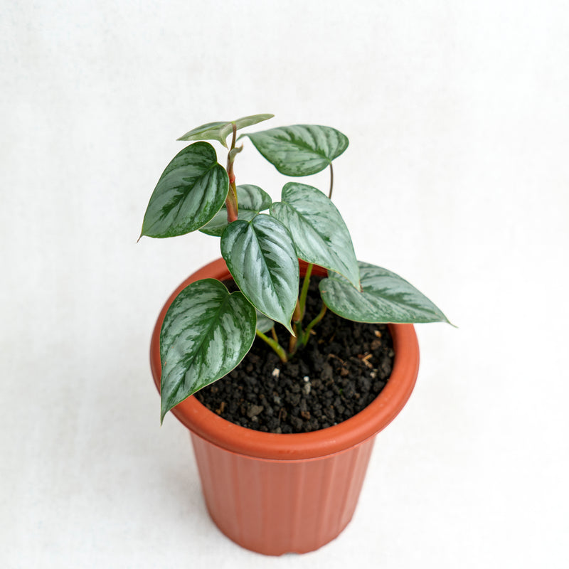 Philodendron Sodiroi