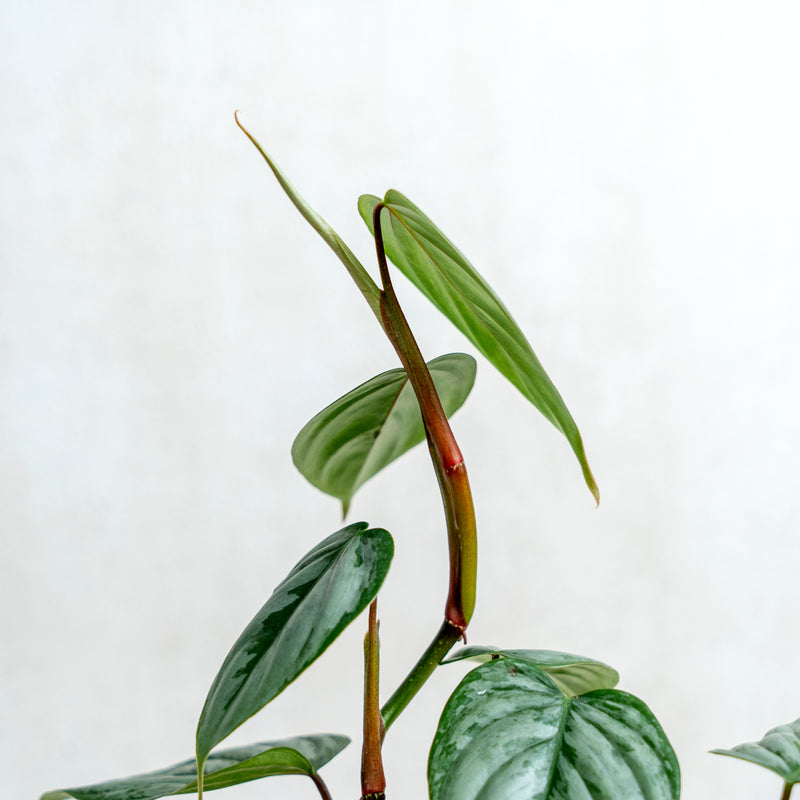 Philodendron Sodiroi