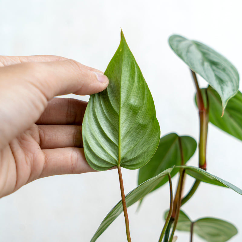 Philodendron Sodiroi