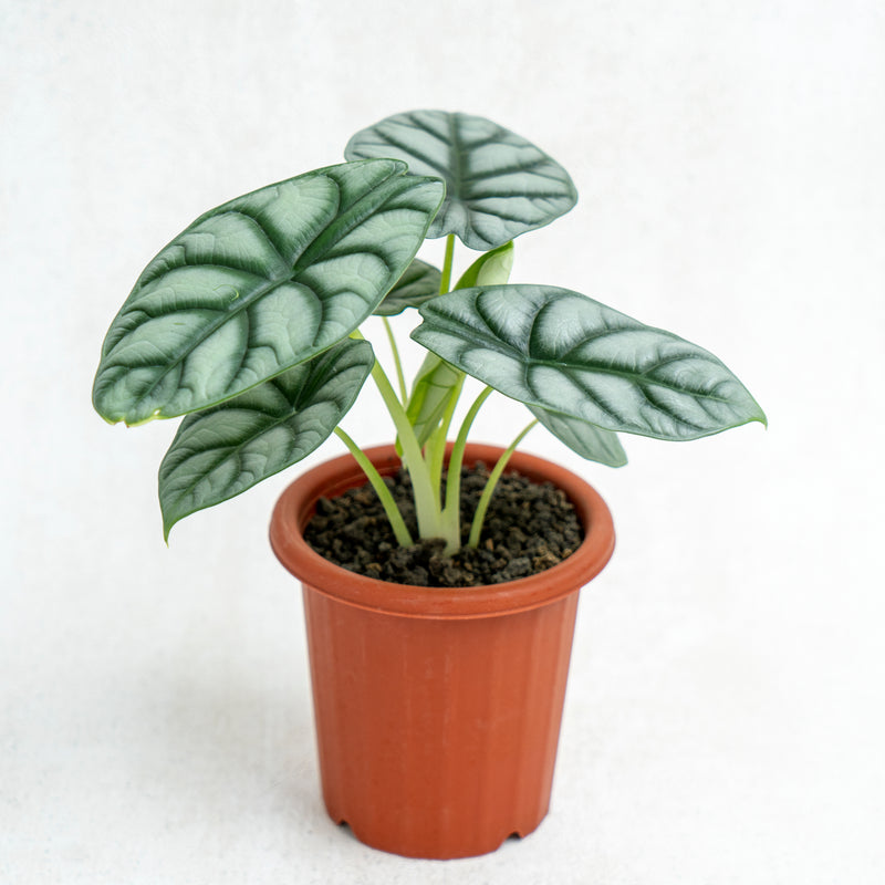 Alocasia Silver Dragon