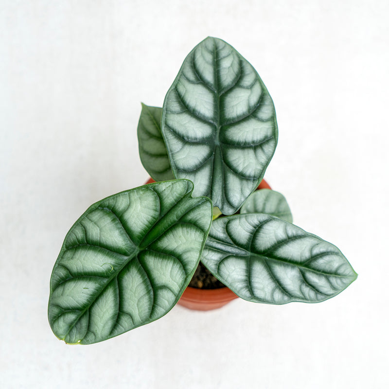 Alocasia Silver Dragon