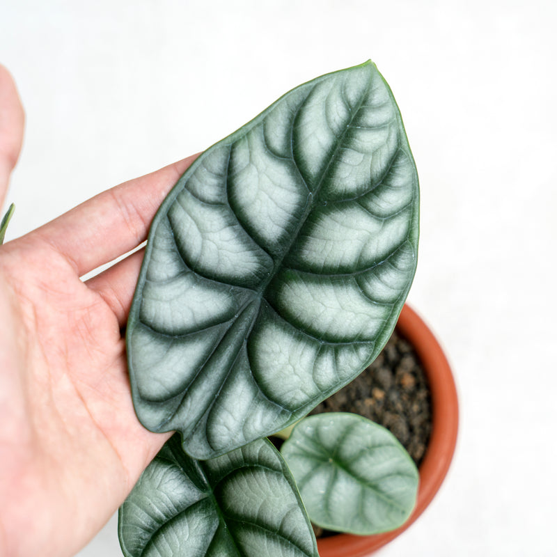 Alocasia Silver Dragon