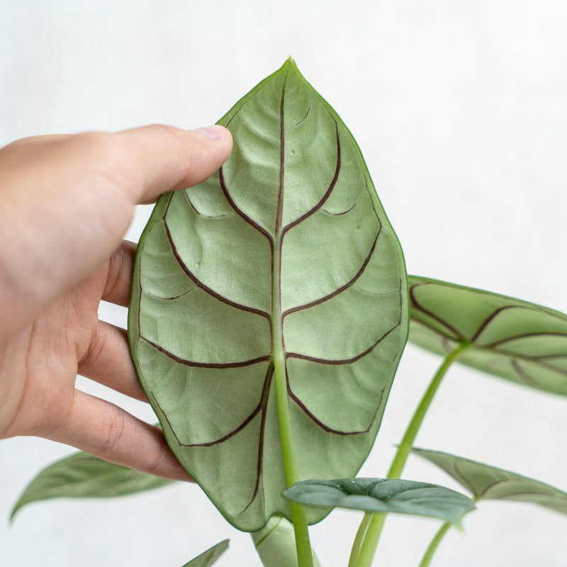 Alocasia Silver Dragon