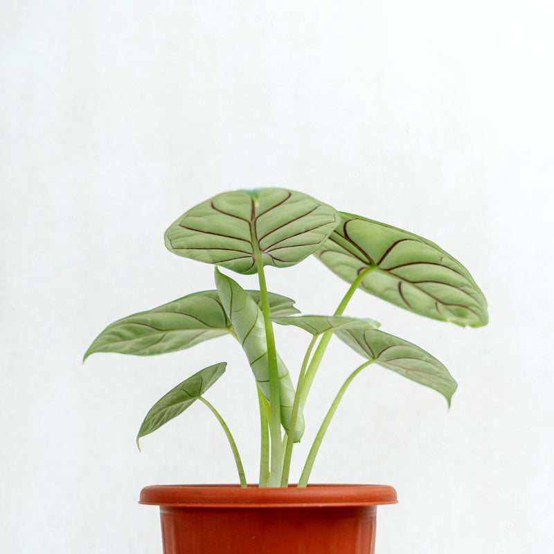Alocasia Silver Dragon