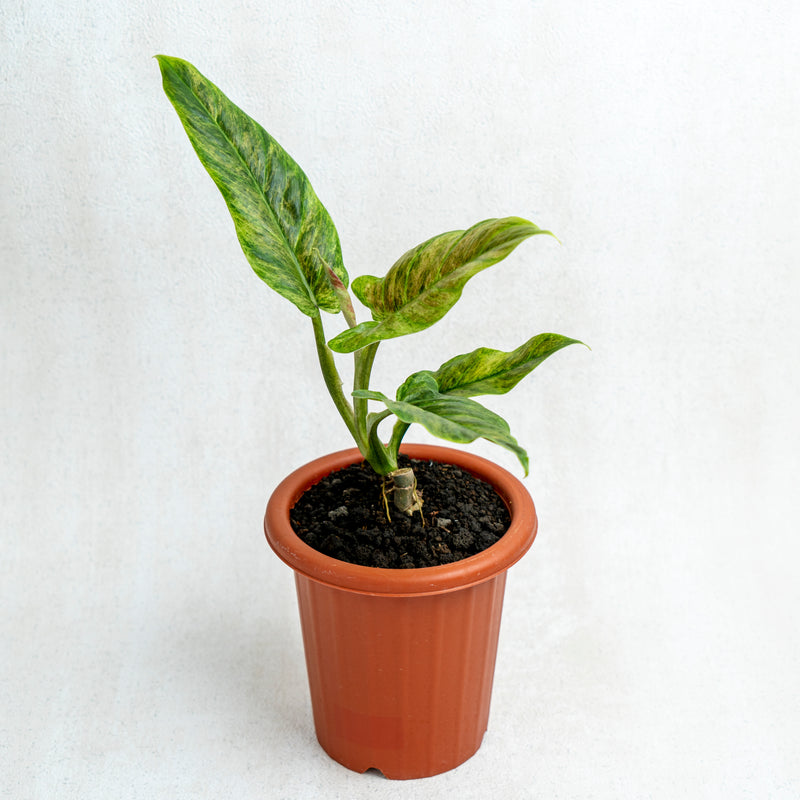 Philodendron Subhastatum Variegated