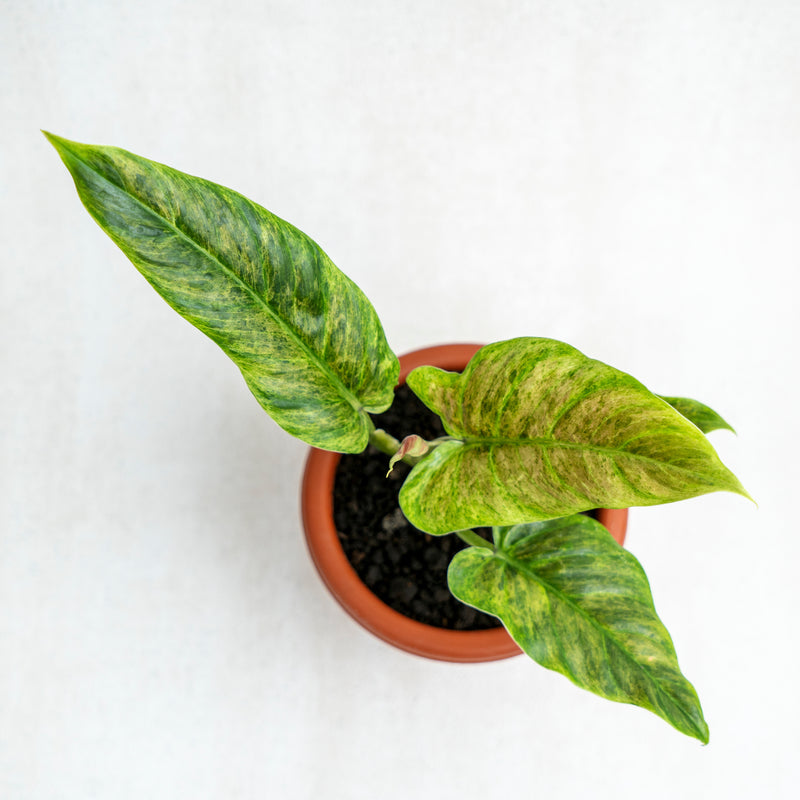 Philodendron Subhastatum Variegated
