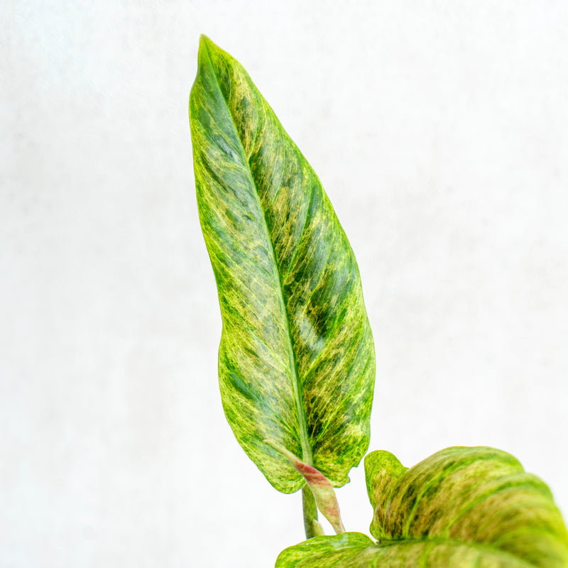 Philodendron Subhastatum Variegated