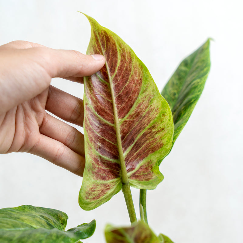 Philodendron Subhastatum Variegated