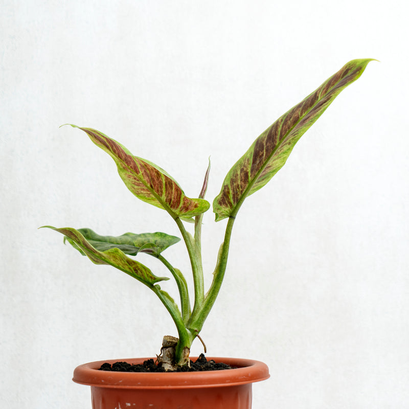 Philodendron Subhastatum Variegated
