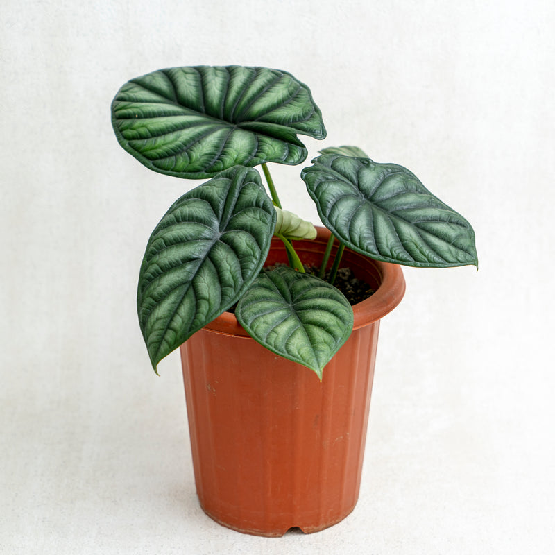 Alocasia Dragon Scale SP Borneo