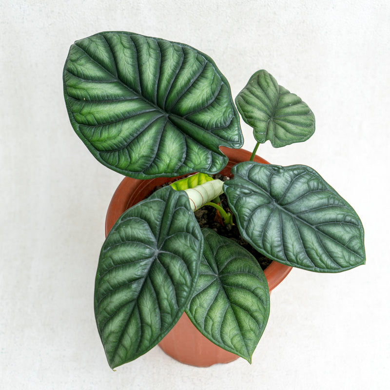 Alocasia Dragon Scale SP Borneo