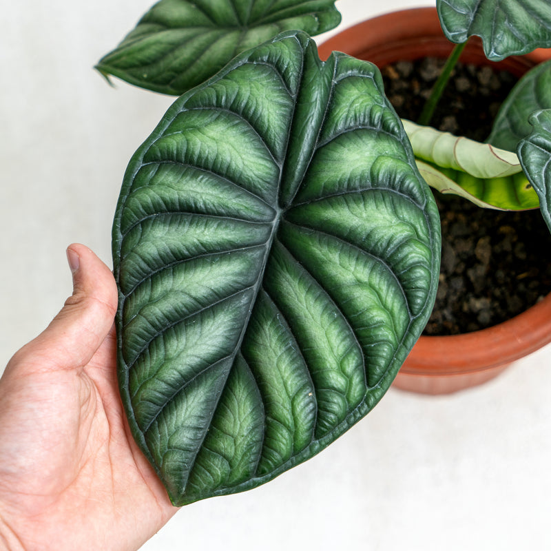 Alocasia Dragon Scale SP Borneo