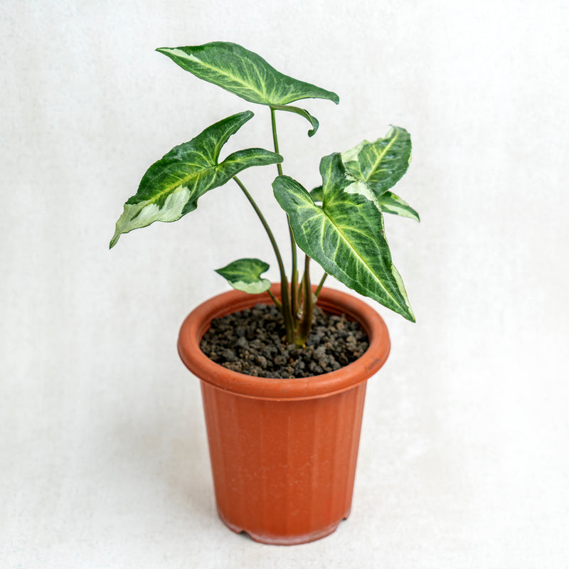 Syngonium Magic Marble