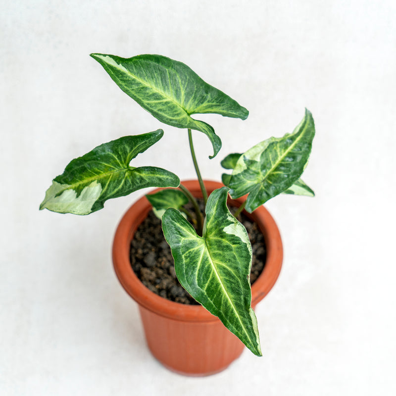 Syngonium Magic Marble