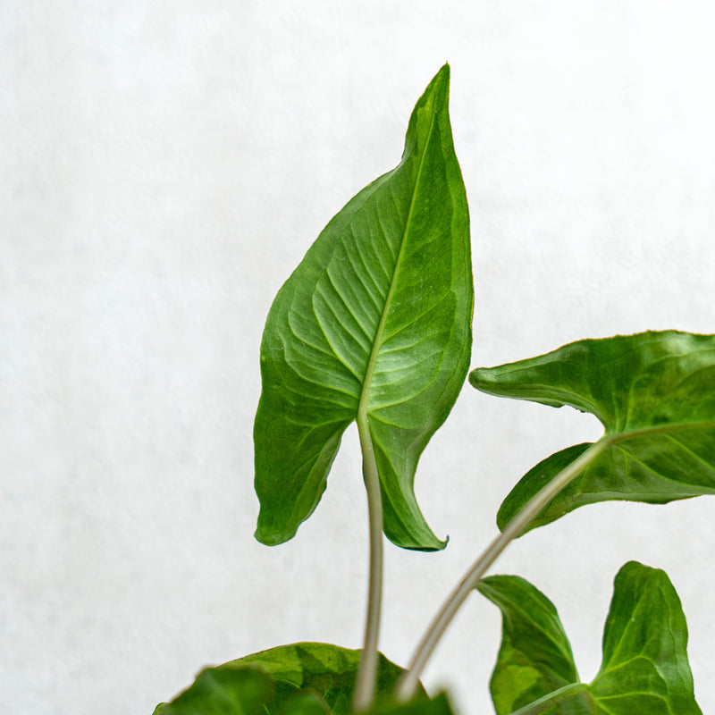 Syngonium Magic Marble