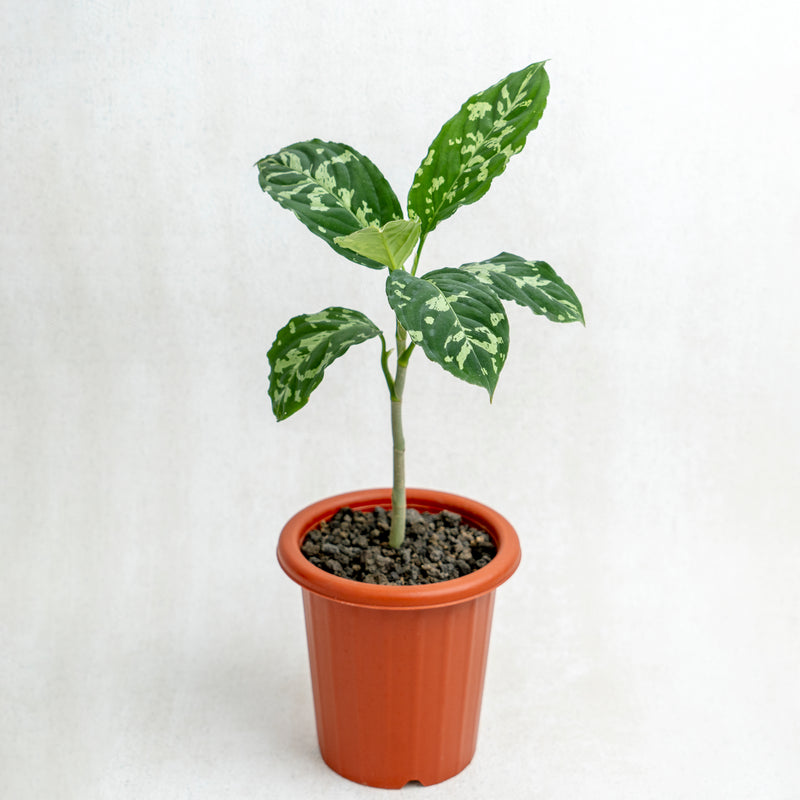 Aglaonema Pictum Bicolor