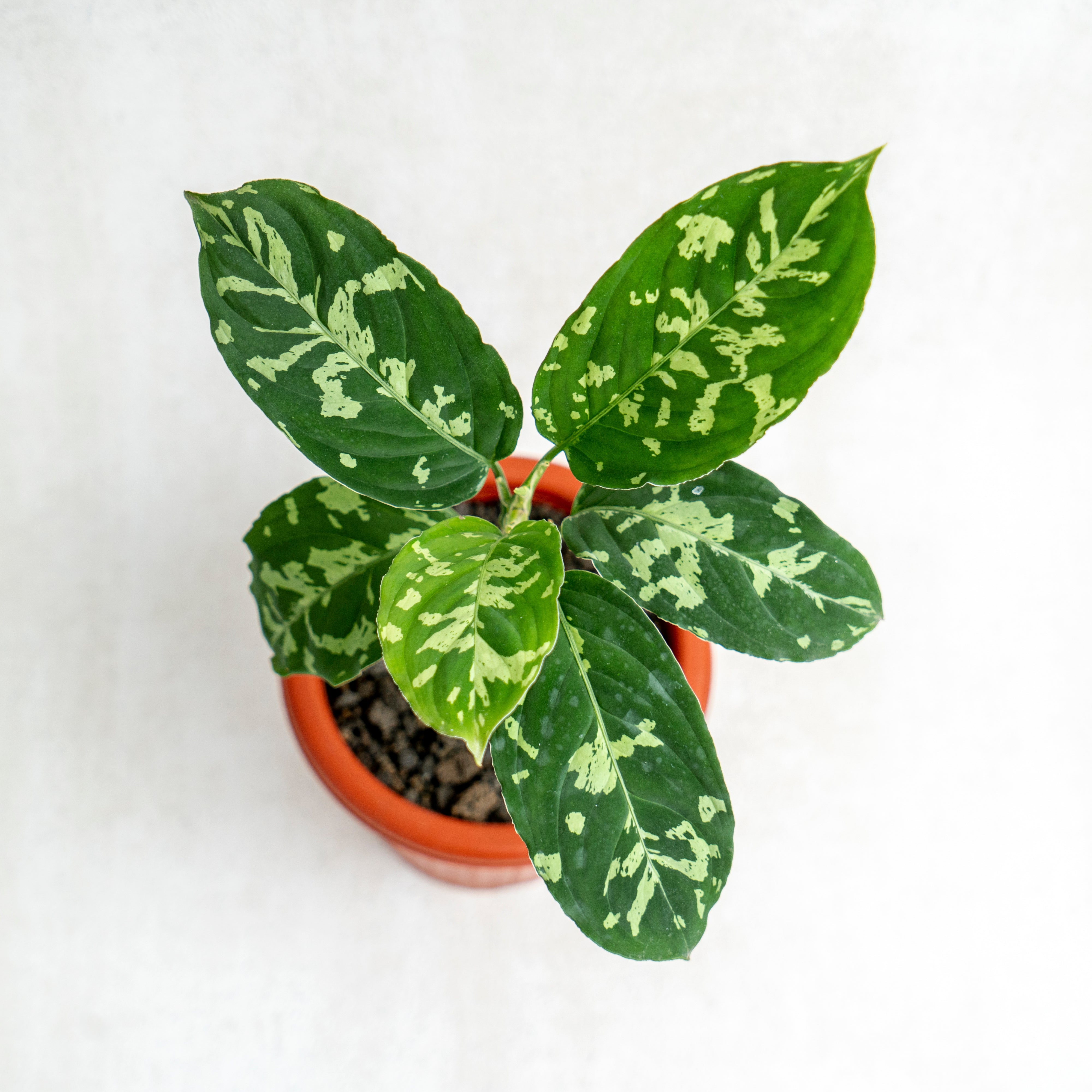 Aglaonema Pictum Bicolor — Aroidasia