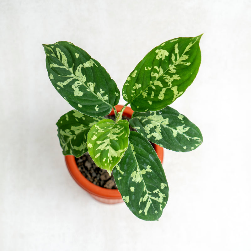 Aglaonema Pictum Bicolor